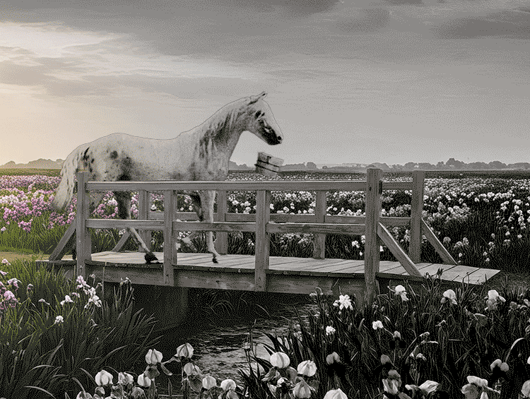 a horse walking with a water bucket on a bridge